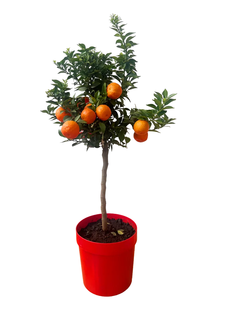 Citrus-Stämmchen im Topf