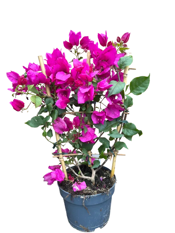 Drillingsblume Bougainvillea