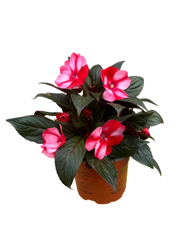 Edellieschen Impatiens neuguinea