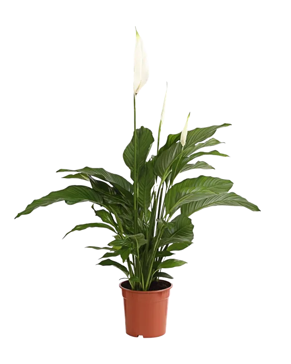 Einblatt Spathiphyllum