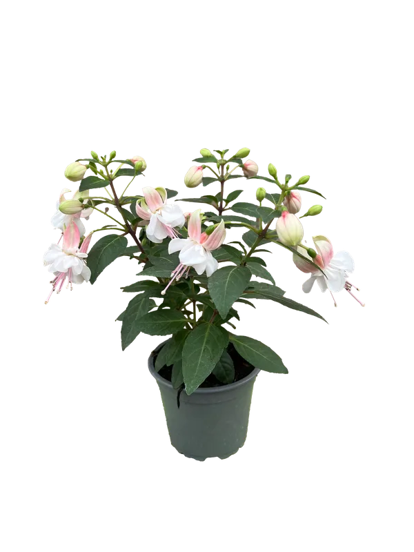 Fuchsie