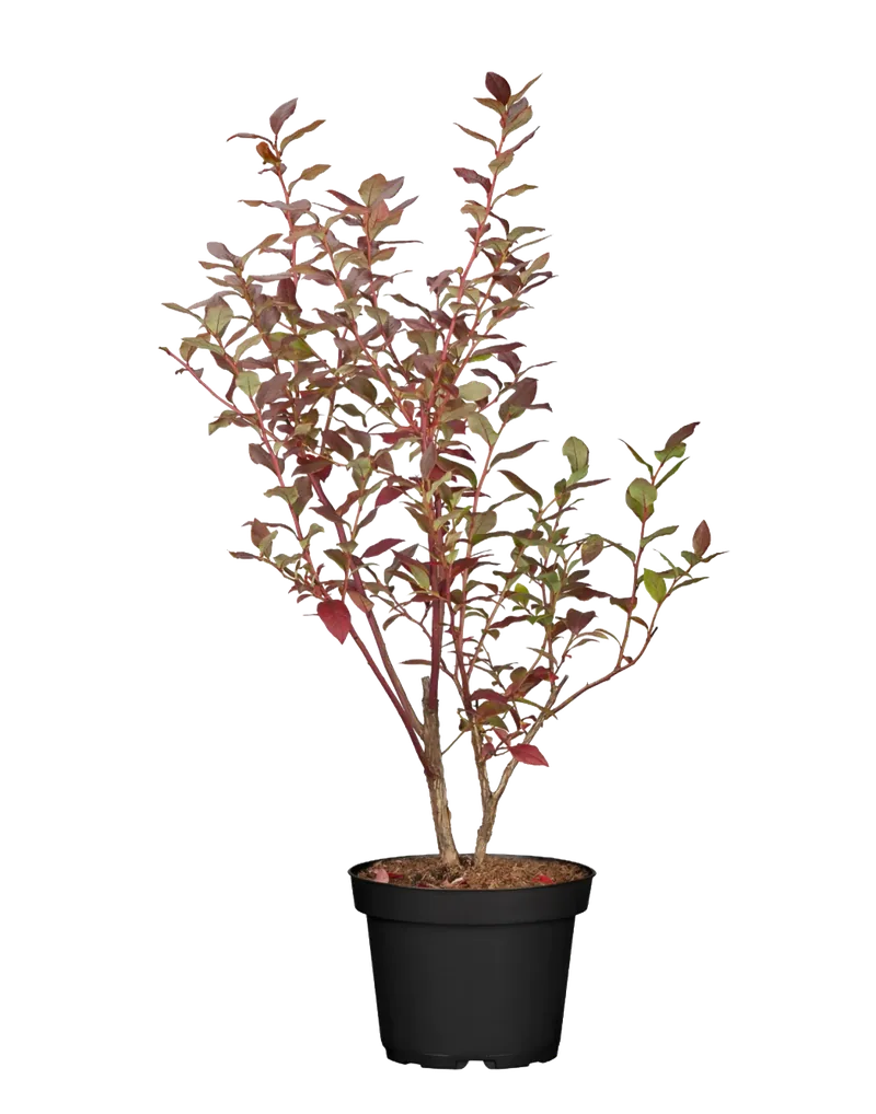 Heidelbeeren (Vaccinium) im Topf