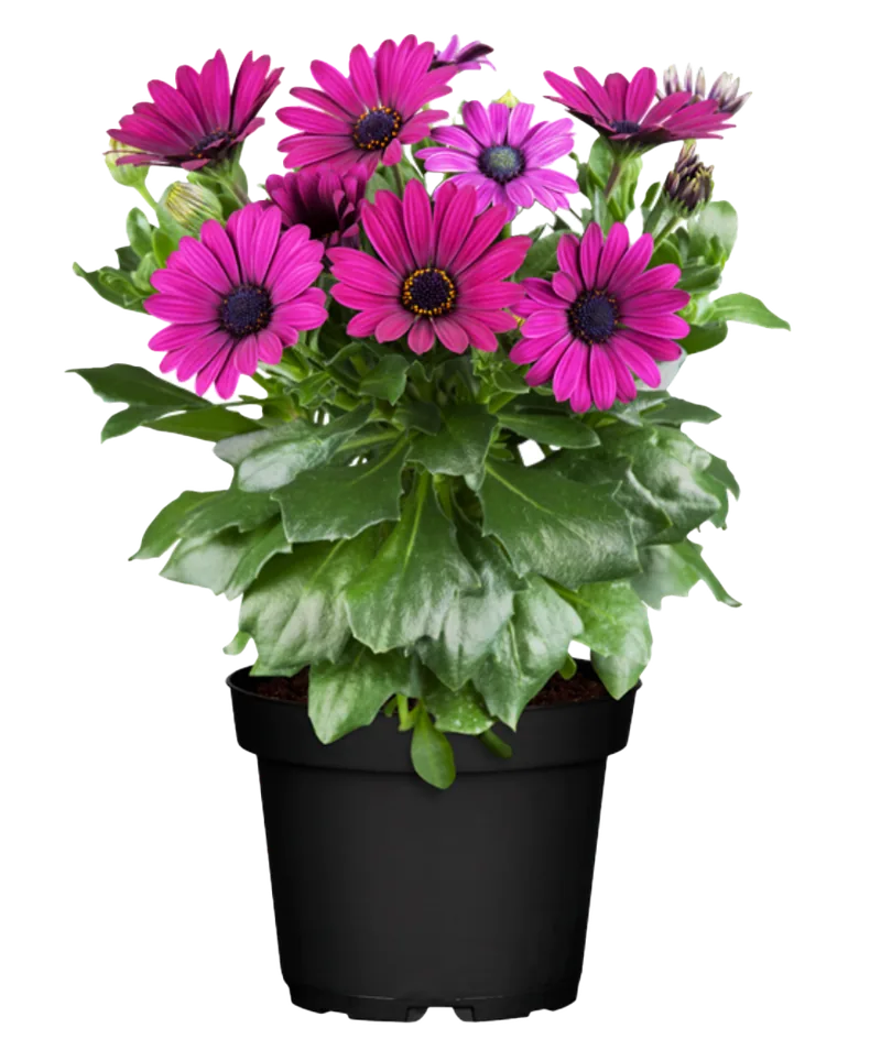 Kapkörbchen (Osteospermum) lila