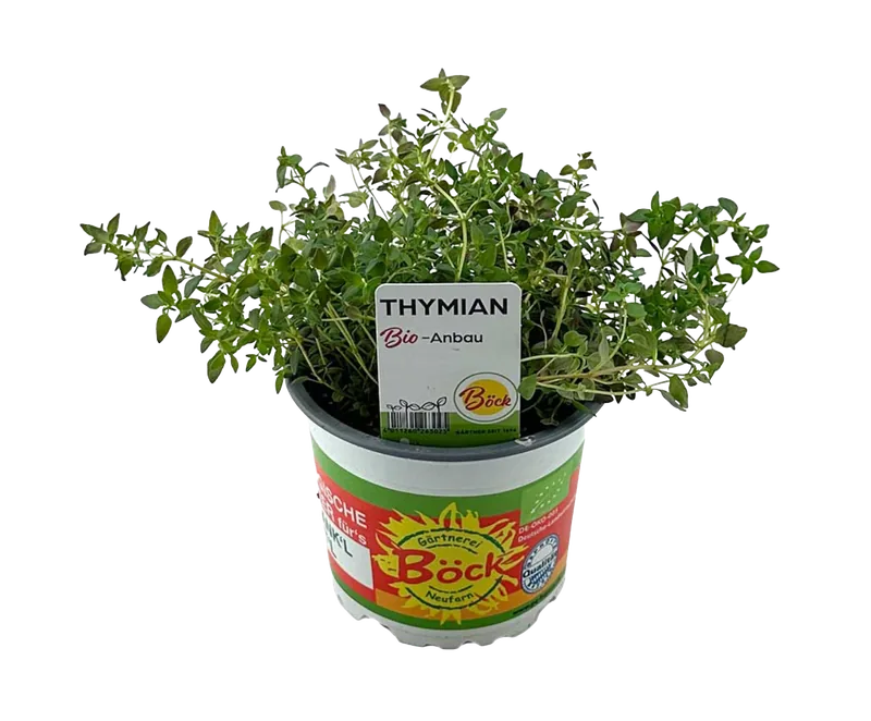 Bio Küchenkräuter im Topf