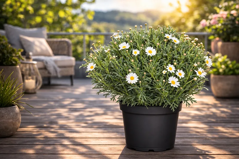 Margerite weiß (Argyranthemum)