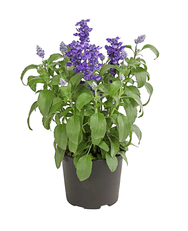 Mehlsalbei Salvia farinacea