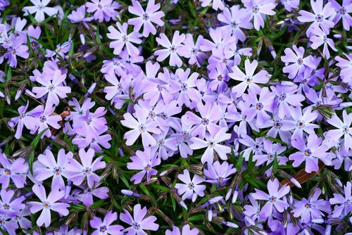 Polsterphlox
