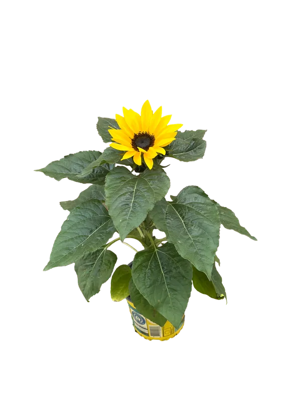 Sonnenblume Helianthus annuus