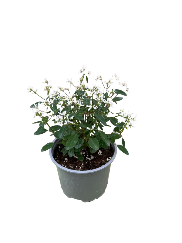 Zauberschnee Euphorbia hypericifolia Diamond Frost